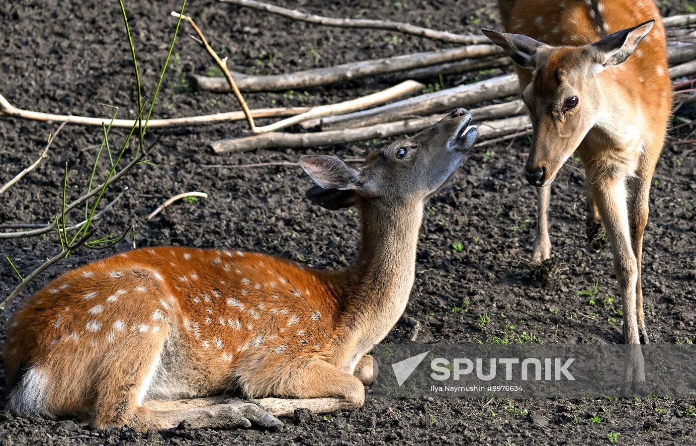 Russia Zoo