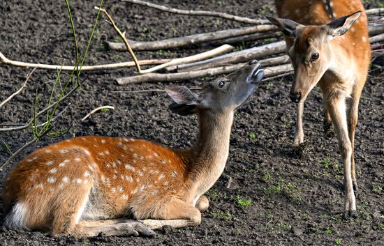Russia Zoo
