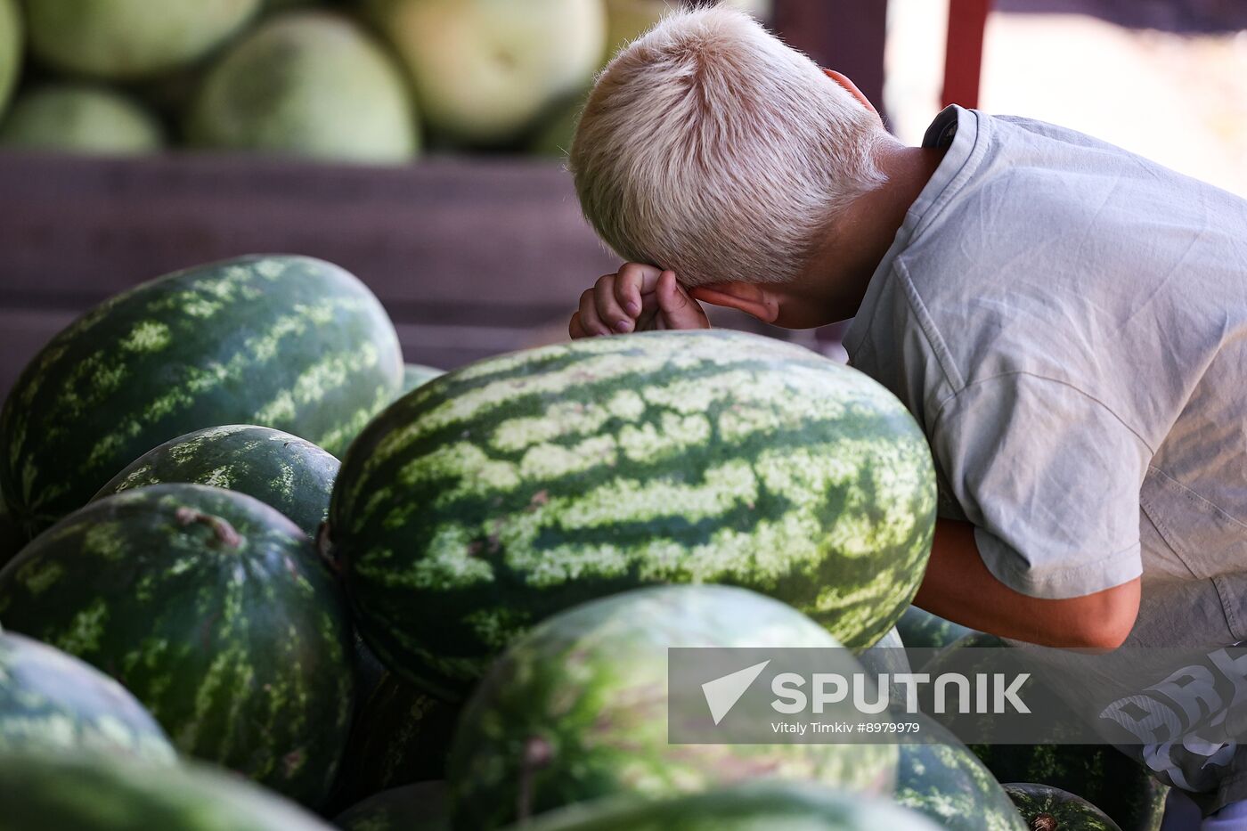 Russia Agriculture Watermelon Season