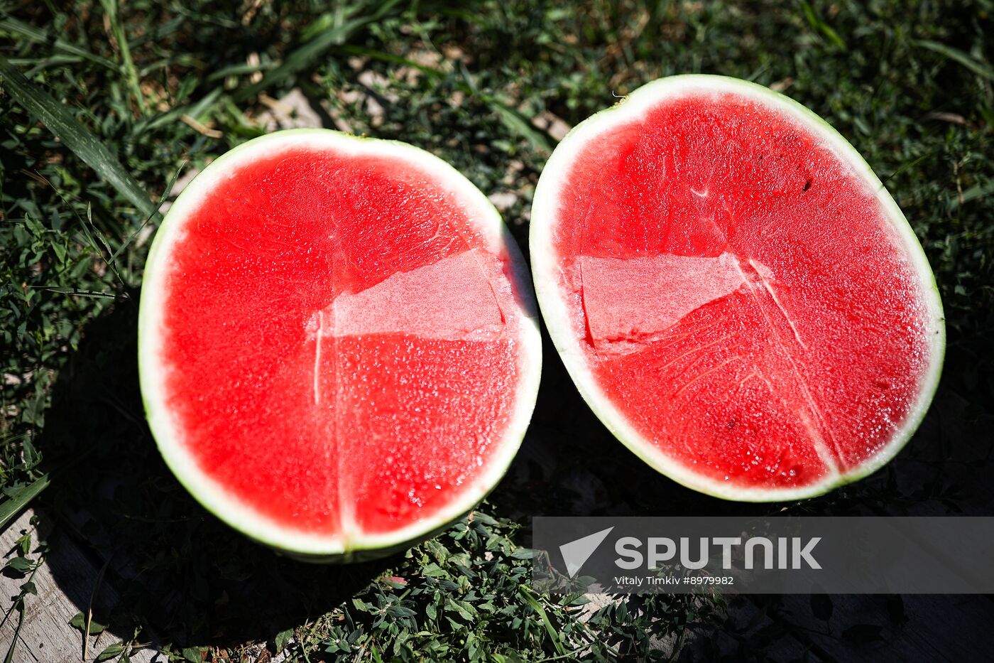 Russia Agriculture Watermelon Season