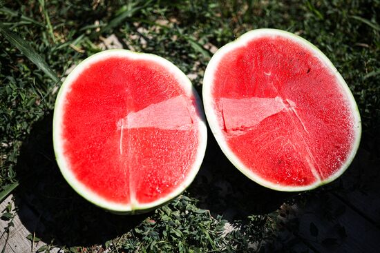 Russia Agriculture Watermelon Season
