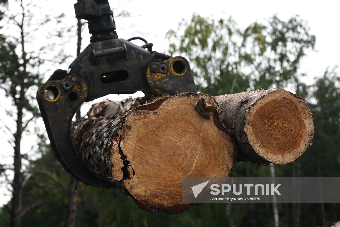 Russia Timber Industry