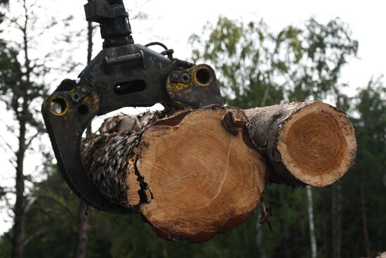 Russia Timber Industry
