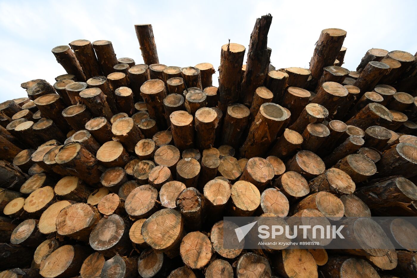Russia Timber Industry