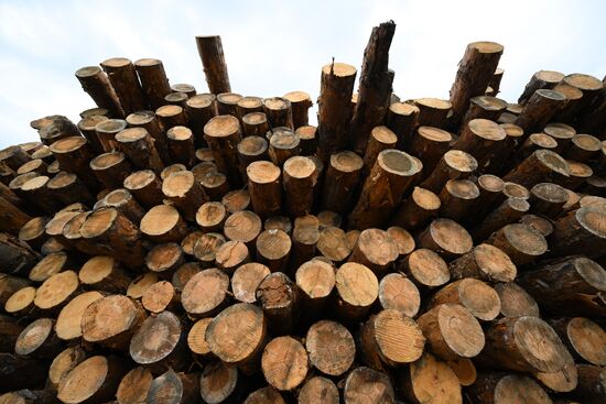 Russia Timber Industry