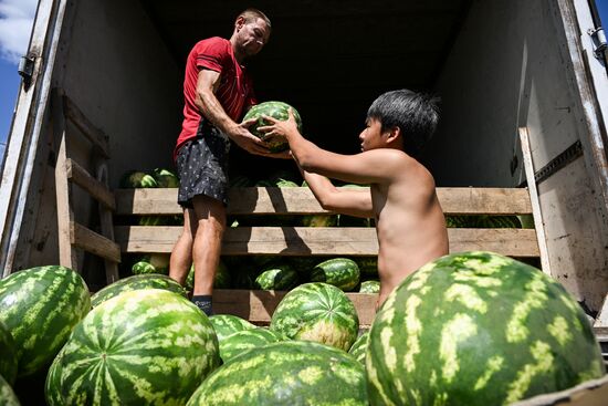 Russia Agriculture Watermelon Season