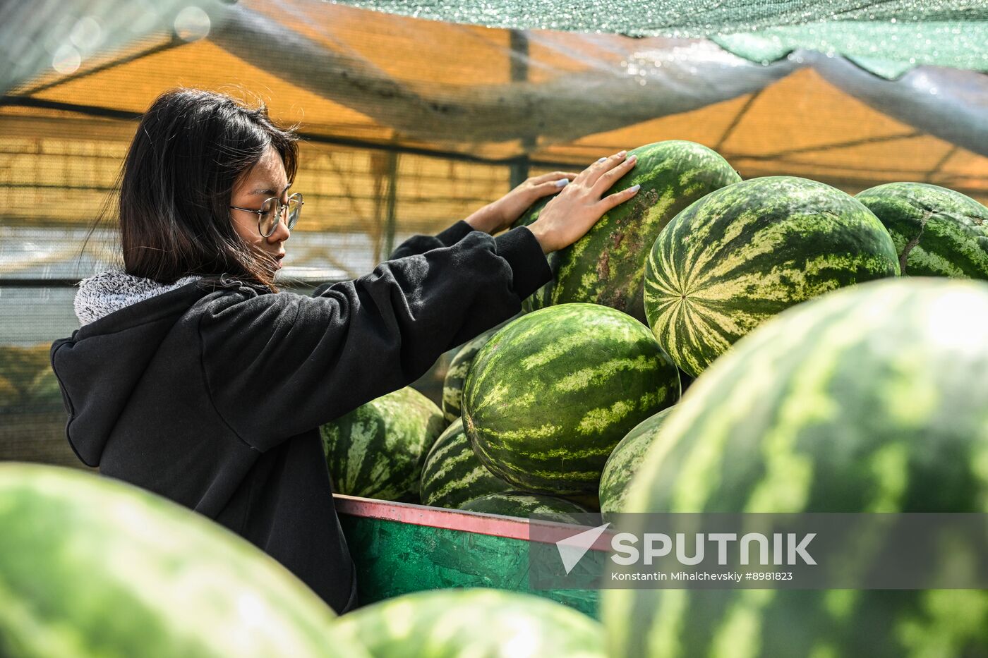 Russia Agriculture Watermelon Season