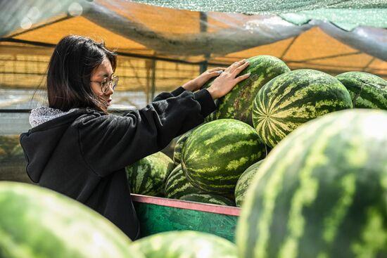 Russia Agriculture Watermelon Season