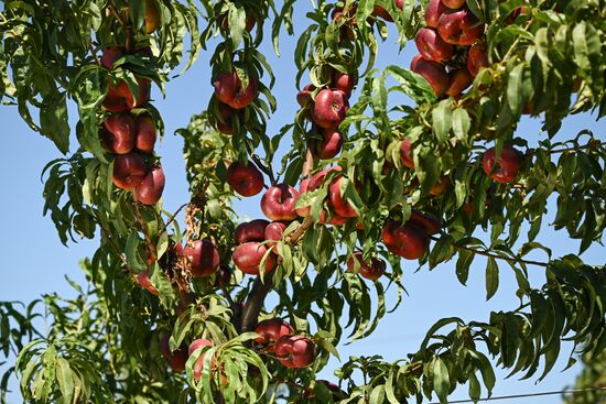 Russia Agriculture Peach Harvesting