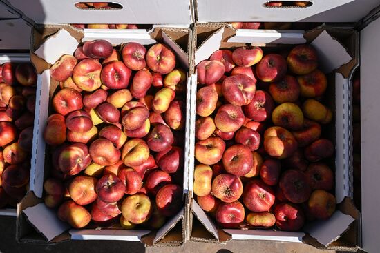 Russia Agriculture Peach Harvesting