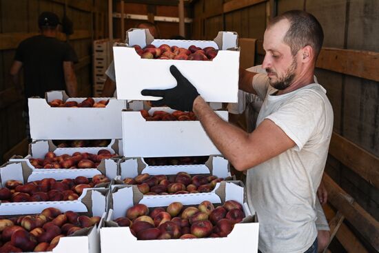 Russia Agriculture Peach Harvesting