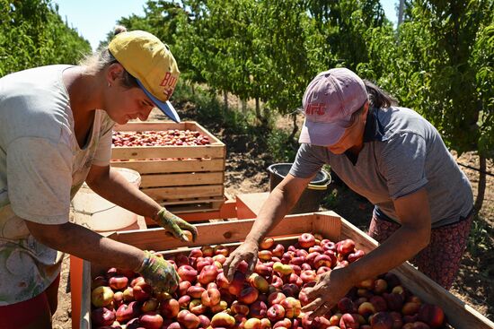 Russia Agriculture Peach Harvesting