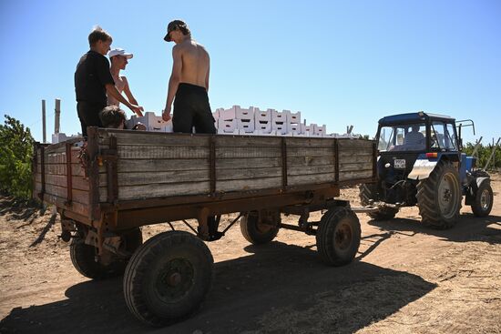 Russia Agriculture Peach Harvesting