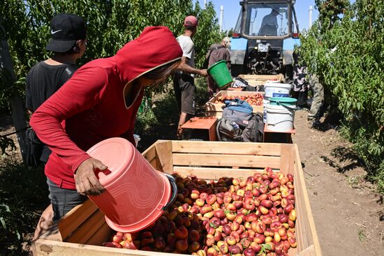 Russia Agriculture Peach Harvesting