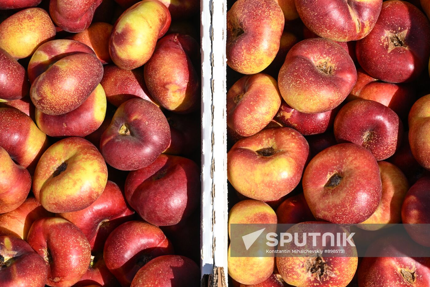 Russia Agriculture Peach Harvesting