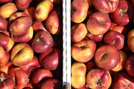 Russia Agriculture Peach Harvesting