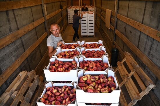 Russia Agriculture Peach Harvesting