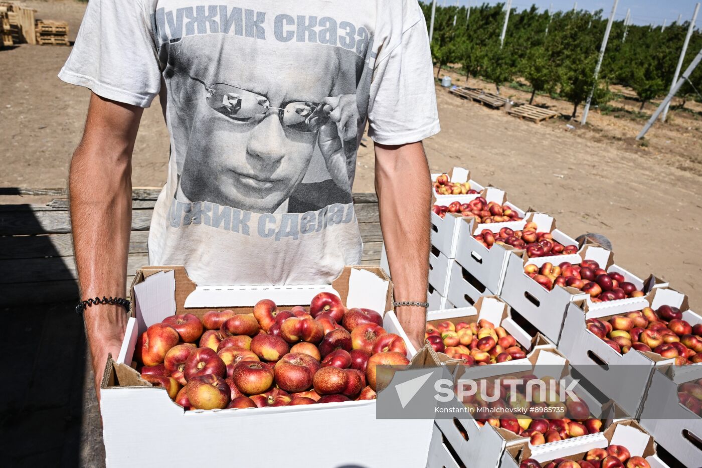 Russia Agriculture Peach Harvesting