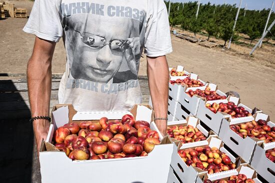 Russia Agriculture Peach Harvesting