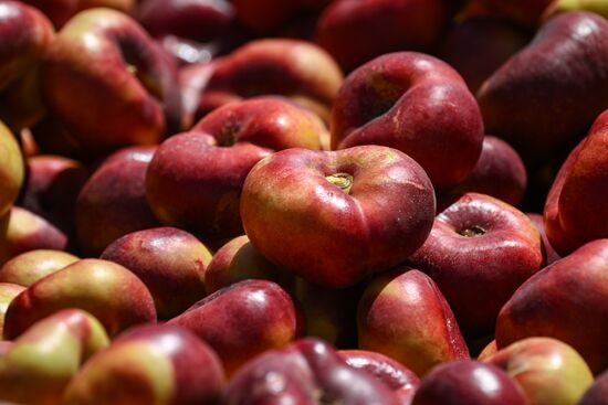 Russia Agriculture Peach Harvesting