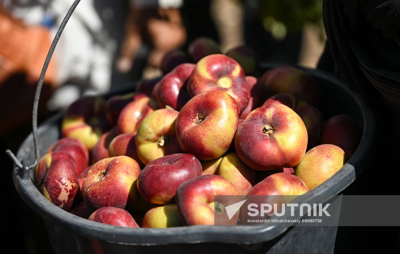 Russia Agriculture Peach Harvesting