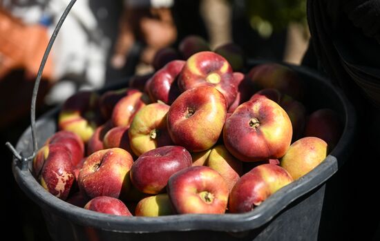 Russia Agriculture Peach Harvesting