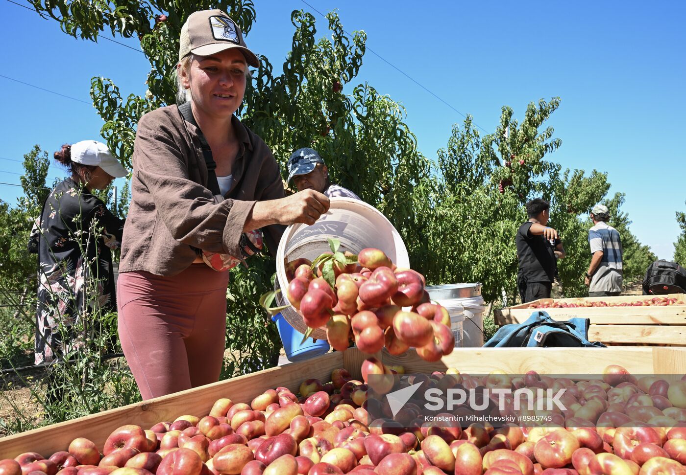 Russia Agriculture Peach Harvesting
