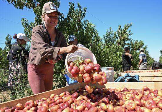 Russia Agriculture Peach Harvesting