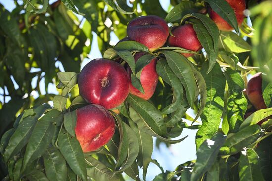 Russia Agriculture Peach Harvesting