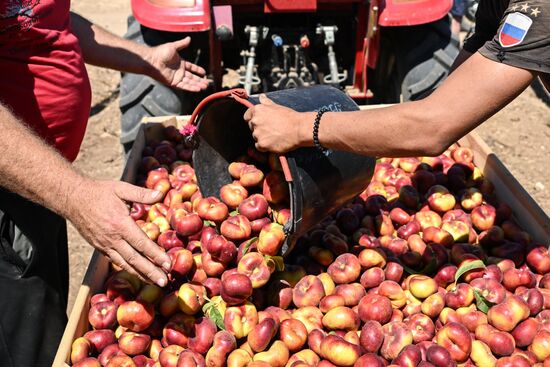 Russia Agriculture Peach Harvesting
