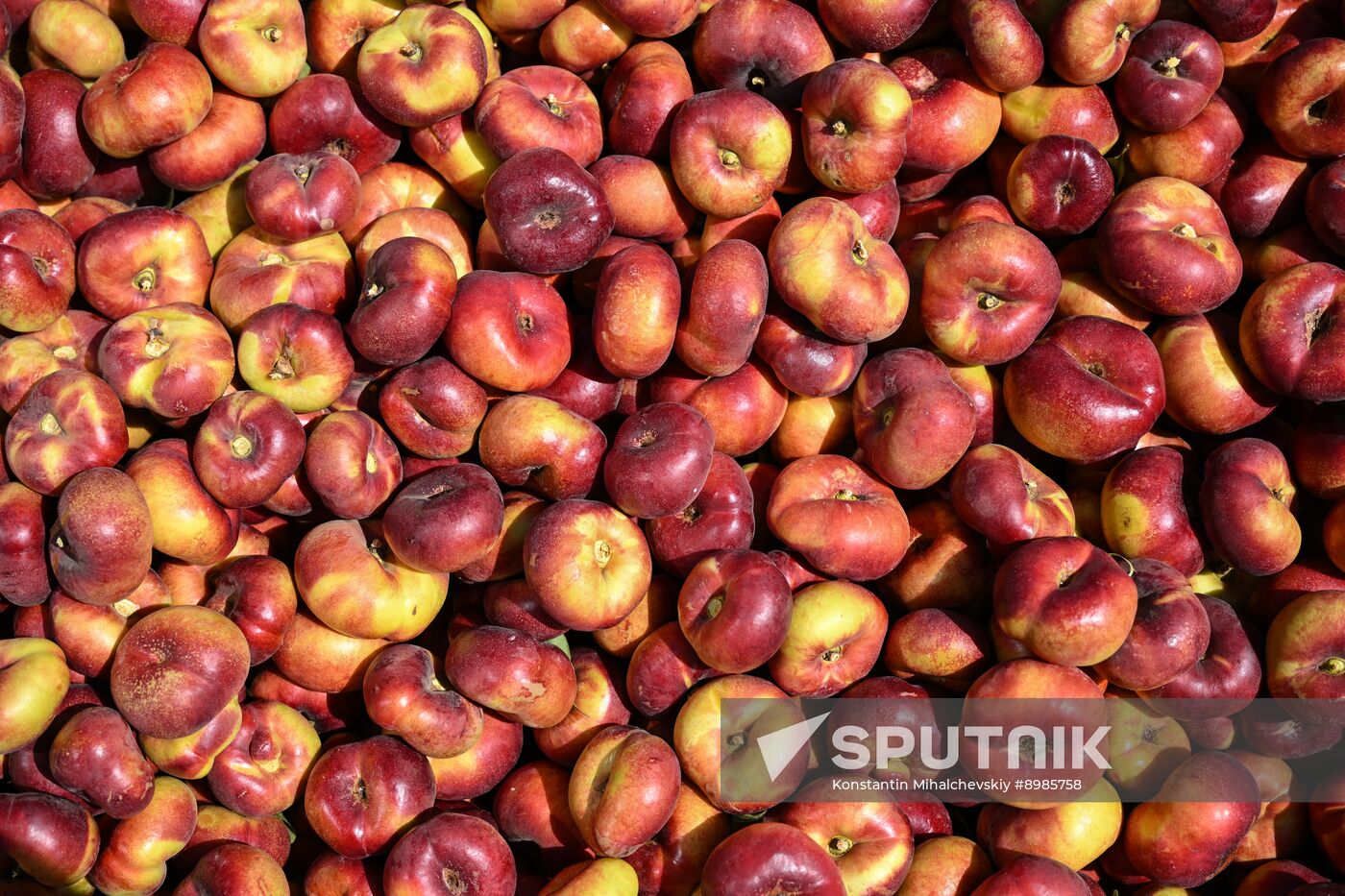 Russia Agriculture Peach Harvesting