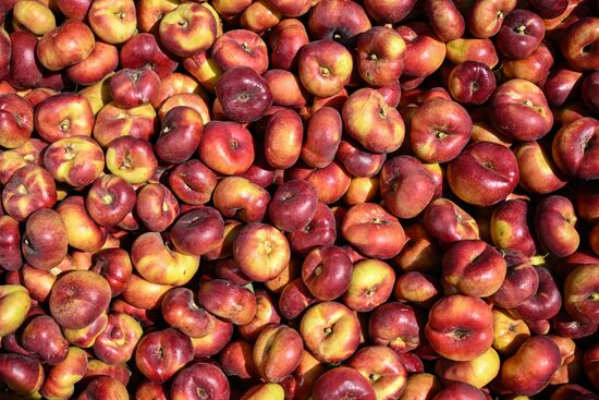 Russia Agriculture Peach Harvesting
