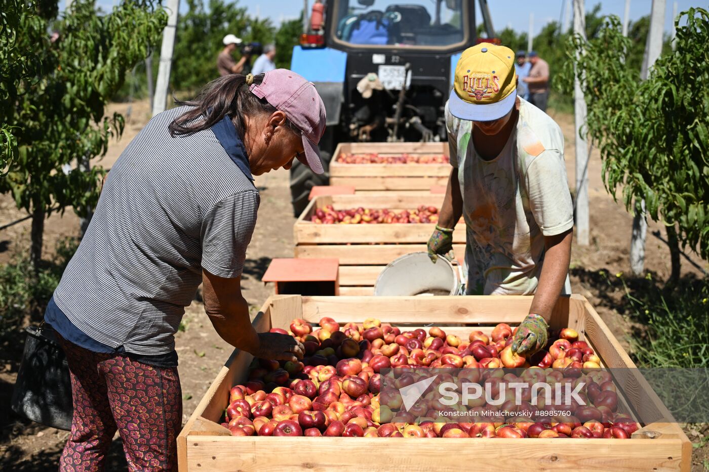 Russia Agriculture Peach Harvesting
