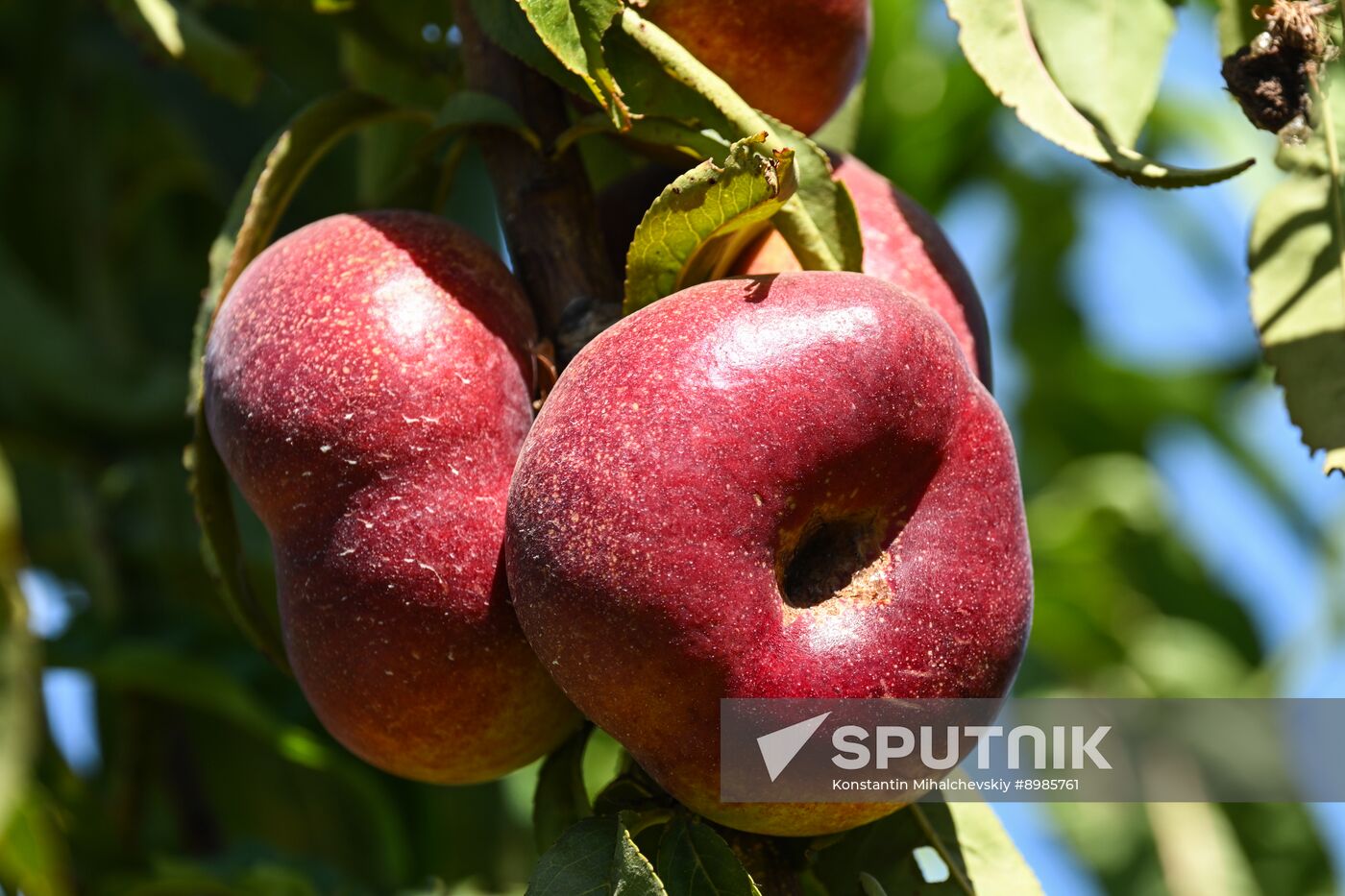 Russia Agriculture Peach Harvesting