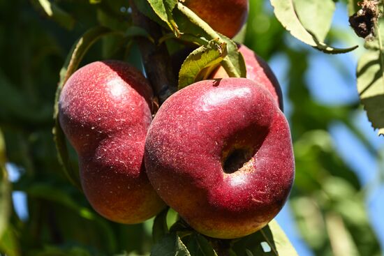 Russia Agriculture Peach Harvesting
