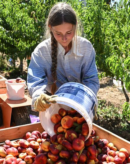 Russia Agriculture Peach Harvesting