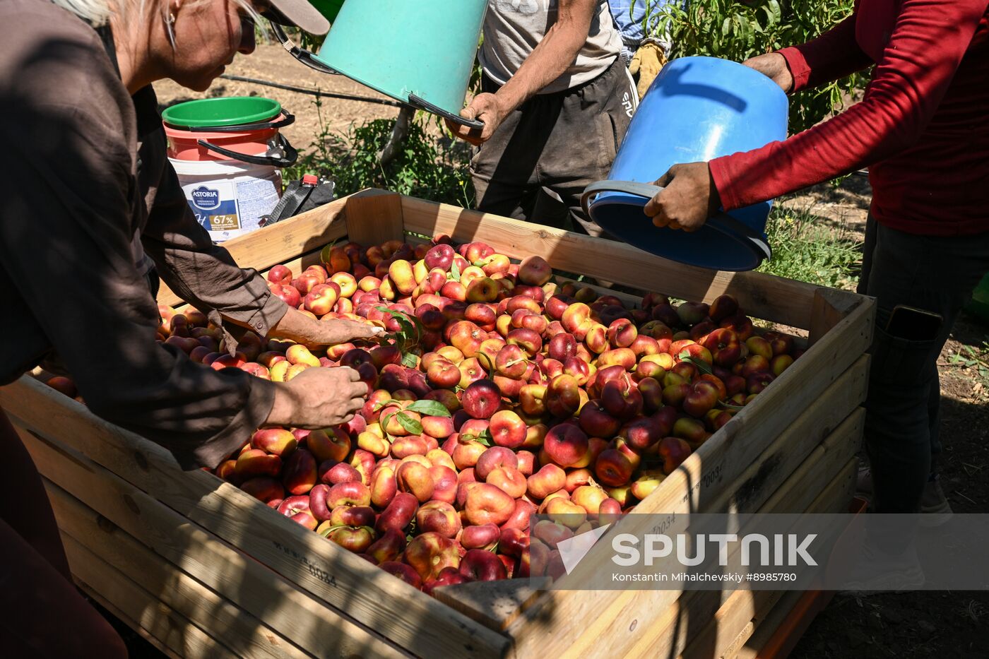 Russia Agriculture Peach Harvesting