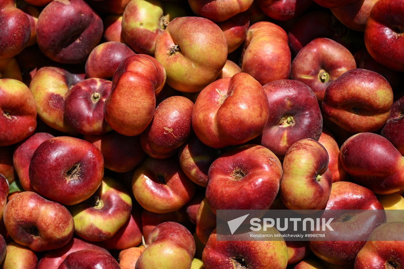 Russia Agriculture Peach Harvesting