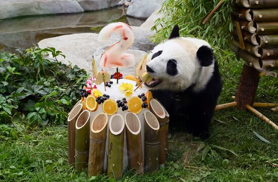 Russia Zoo Panda