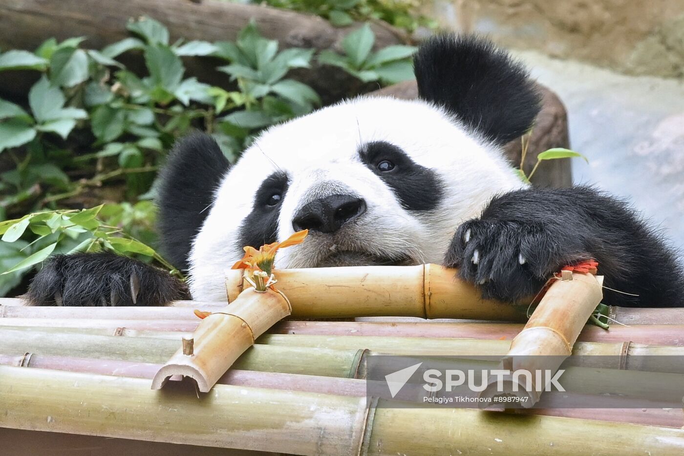 Russia Zoo Panda