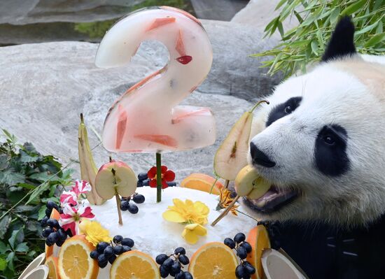Russia Zoo Panda