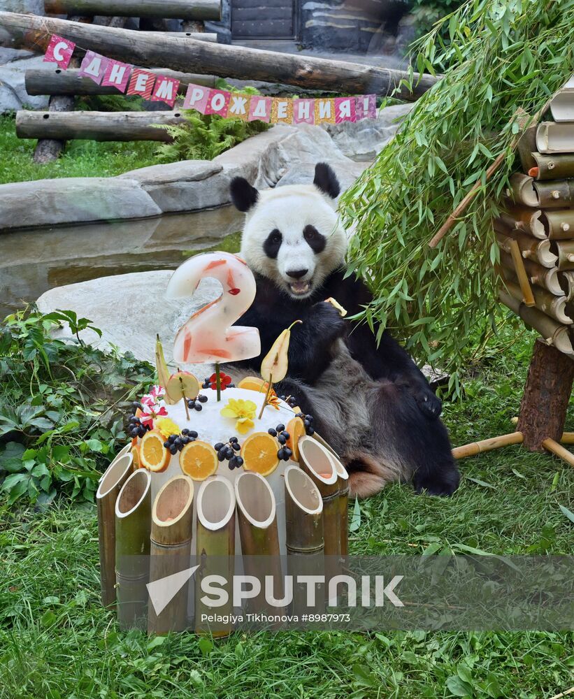 Russia Zoo Panda