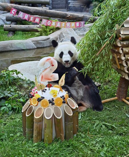 Russia Zoo Panda