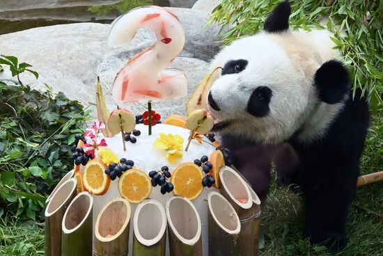Russia Zoo Panda