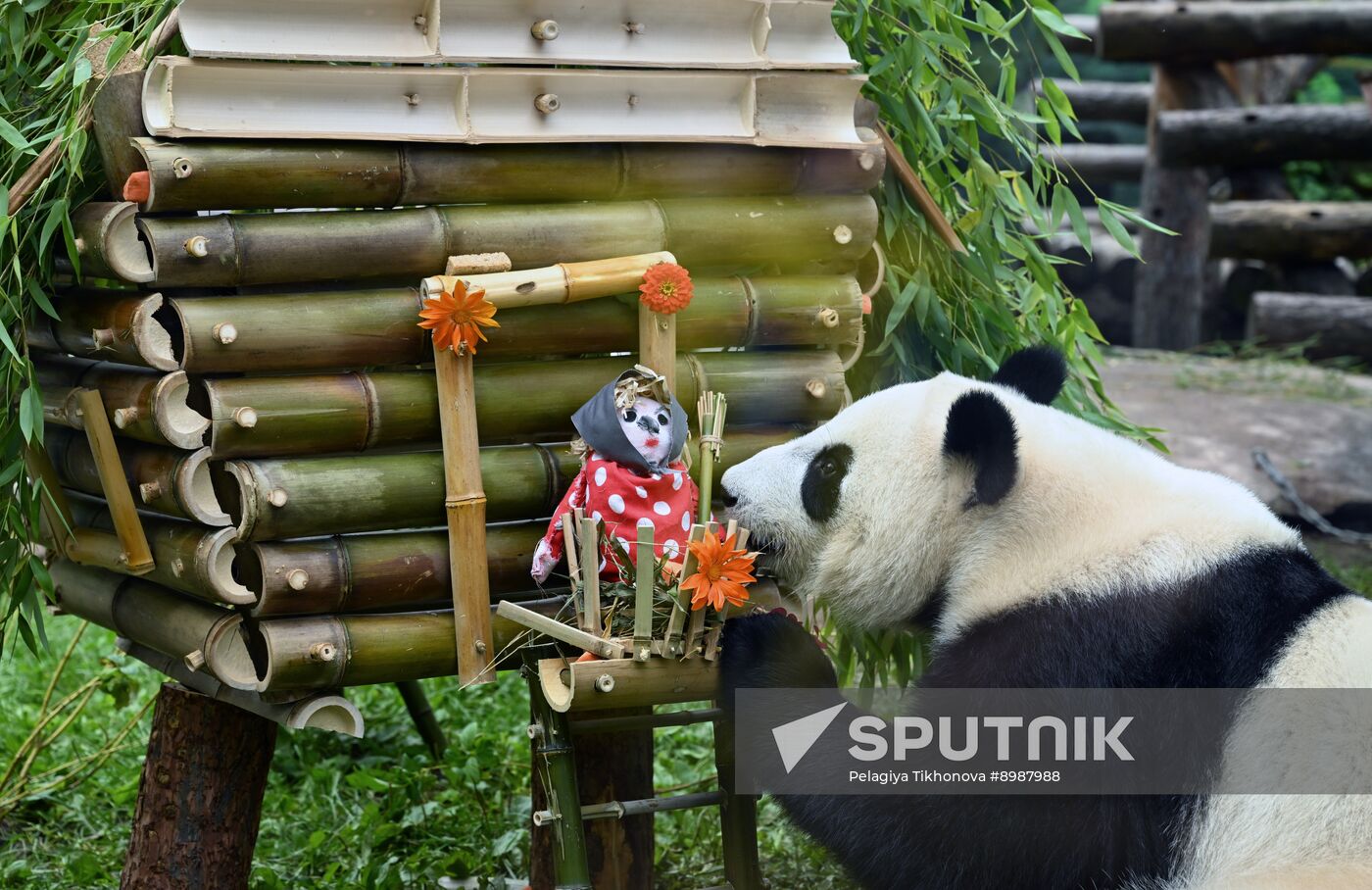 Russia Zoo Panda