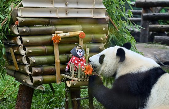 Russia Zoo Panda