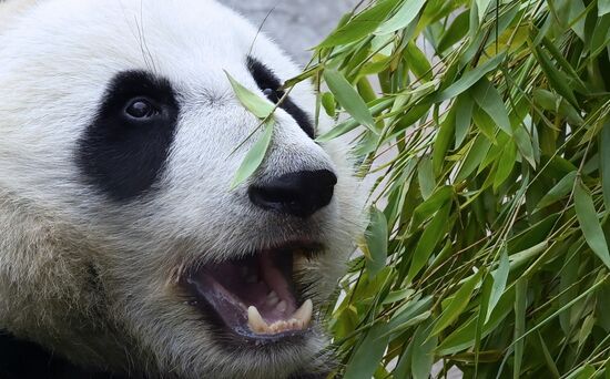 Russia Zoo Panda