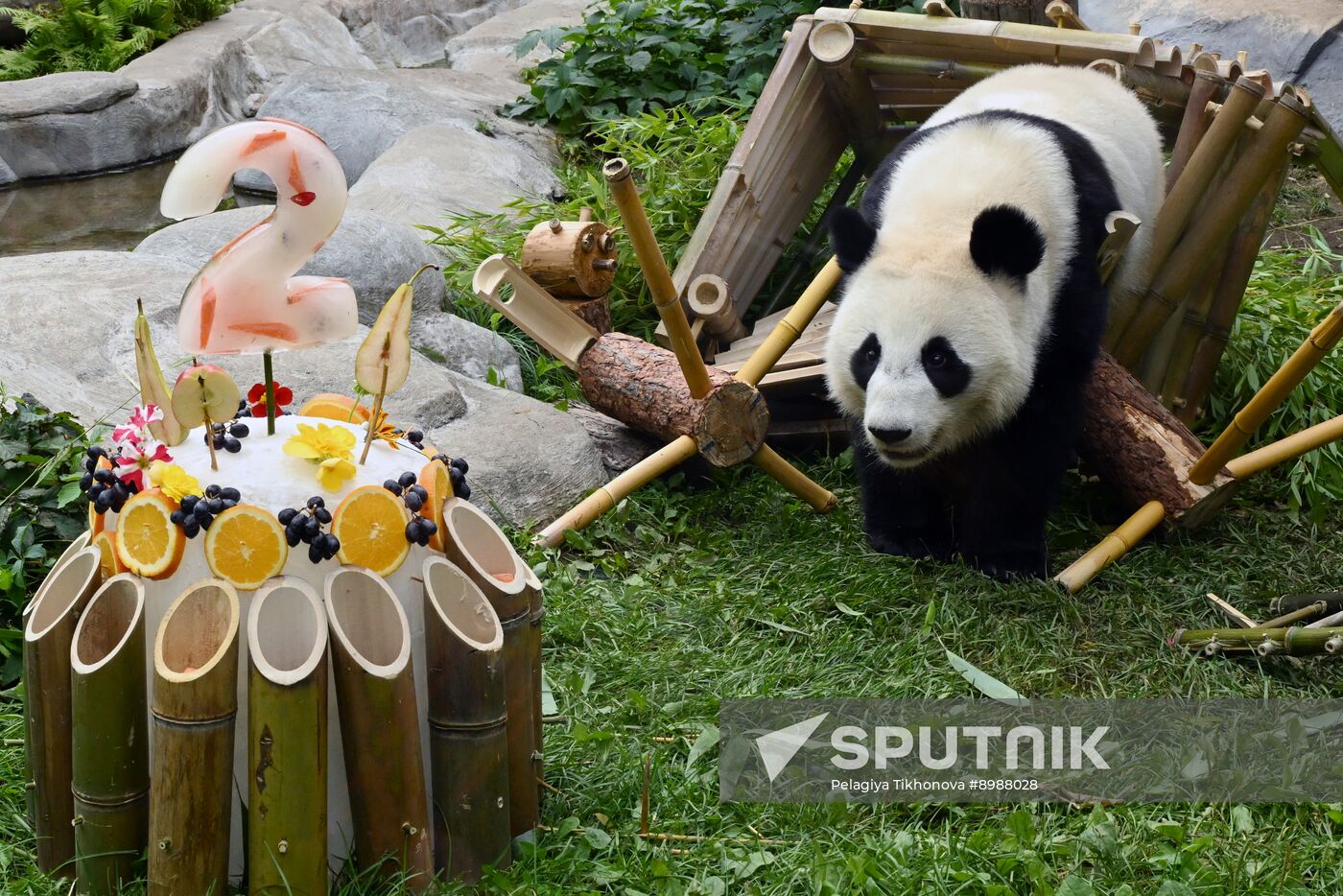 Russia Zoo Panda