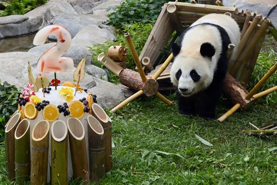 Russia Zoo Panda
