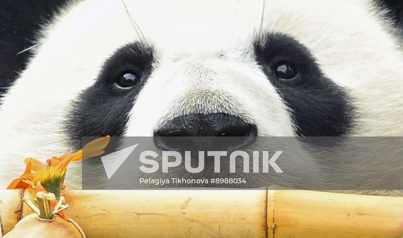 Russia Zoo Panda